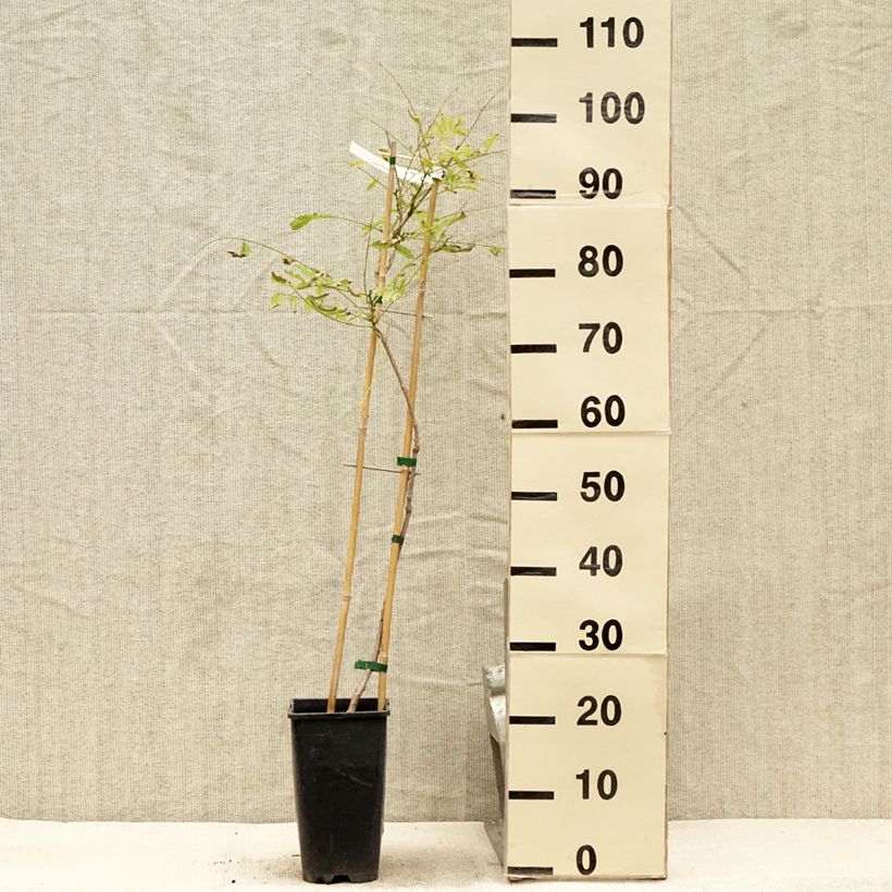 Wisteria sinensis Caroline 2L/3L pot sample as delivered in summer