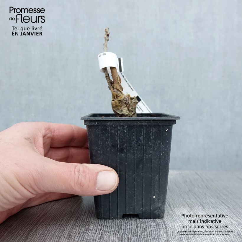 Wisteria sinensis Alba 8/9 cm pot sample as delivered in winter