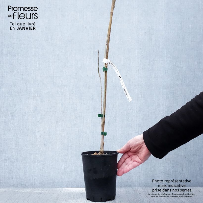 Wisteria sinensis  2L/3L pot sample as delivered in winter