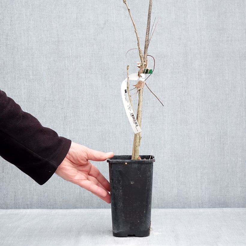 Wisteria x formosa  1.5L/2L pot sample as delivered in winter