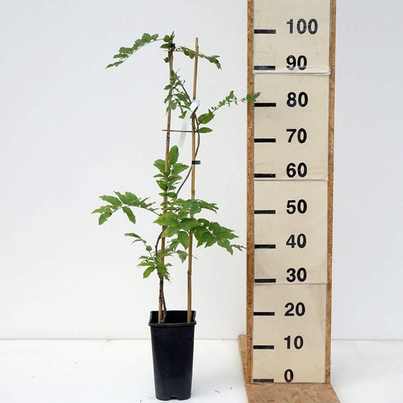Wisteria x formosa  3L/4L pot sample as delivered in autumn