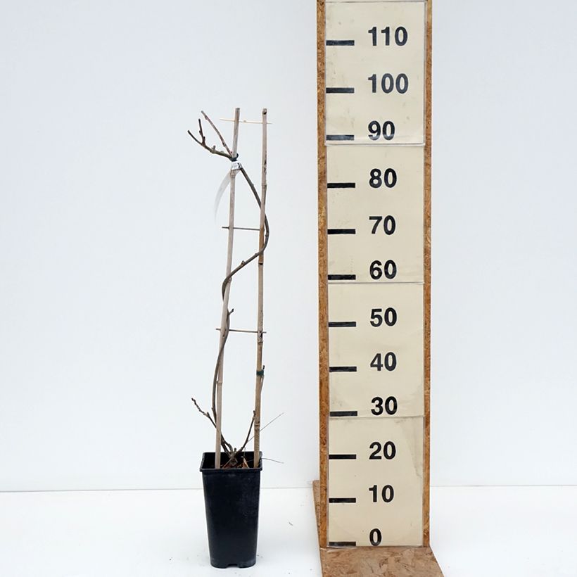 Wisteria x formosa  3L/4L pot sample as delivered in winter