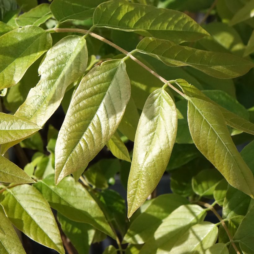 Wisteria brachybotrys 'Shiro-Beni' - Glycine soyeuse Shiro-Beni, Glycine japonaise Shiro-Beni (Foliage)