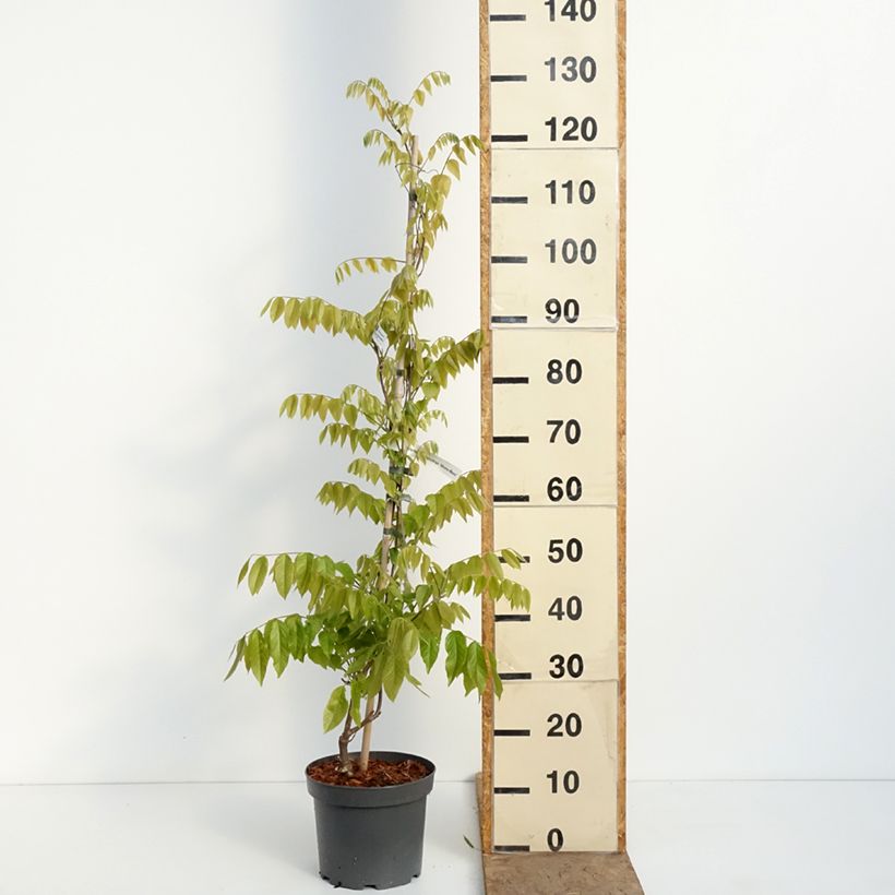 Wisteria brachybotrys 'Shiro-Beni' - Glycine soyeuse Shiro-Beni, Glycine japonaise Shiro-Beni 4L/5L pot sample as delivered in spring