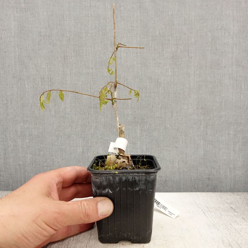 Wisteria floribunda Alba 8/9 cm pot sample as delivered in spring