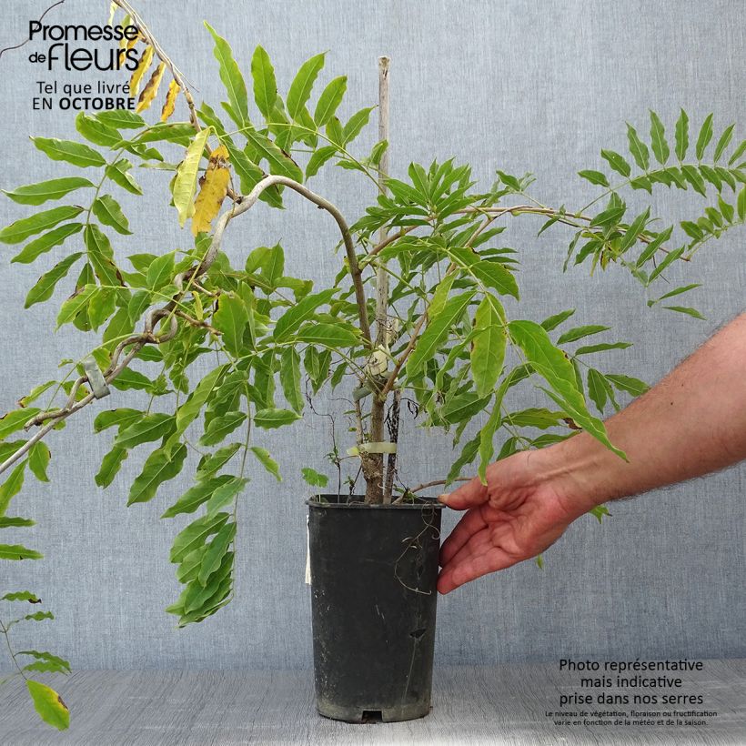 Wisteria floribunda Alba 1.5L/2L pot sample as delivered in autumn