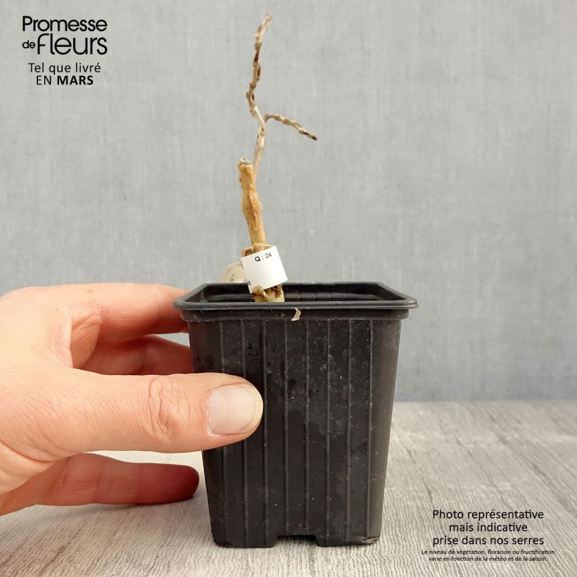 Wisteria floribunda 8/9 cm pot sample as delivered in spring