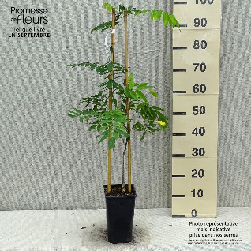 Wisteria floribunda Honbeni 2L/3L pot sample as delivered in autumn