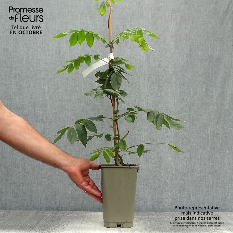 Wisteria venusta 2L/3L pot sample as delivered in autumn