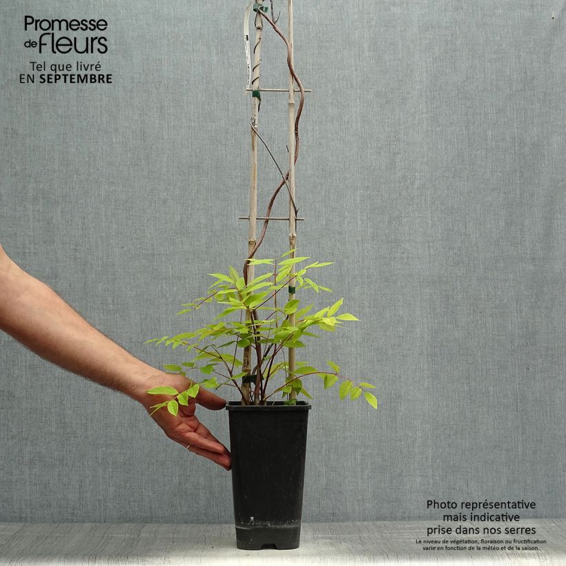 Wisteria frutescens 3L/4L pot sample as delivered in autumn