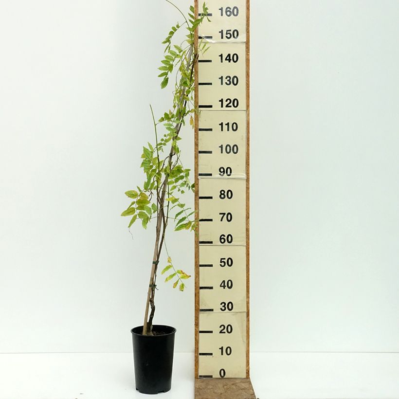 Glycine Grande Diva Barbara - Wisteria (x) venusta Pot de 4L/5L sample as delivered in summer