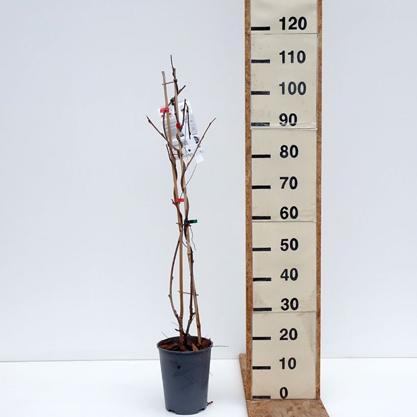 Wisteria GRANDE DIVA BARBARA 4L/5L pot sample as delivered in winter