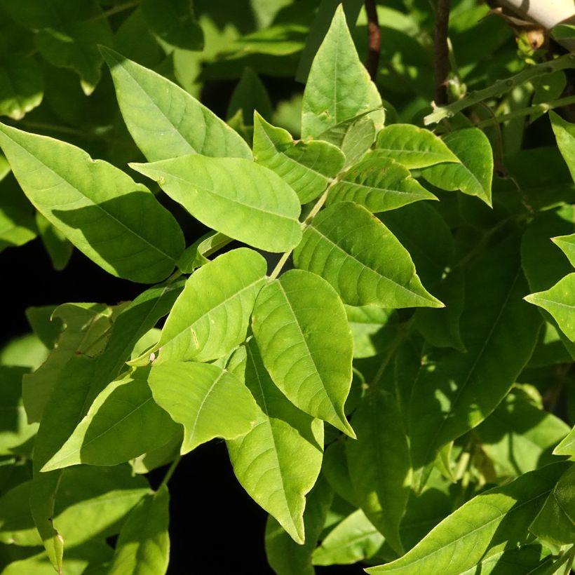 Wisteria GRANDE DIVA Maria (Foliage)