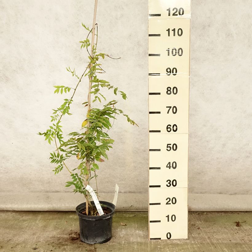 Wisteria floribunda Macrobotrys De Belder 4L/5L pot sample as delivered in summer