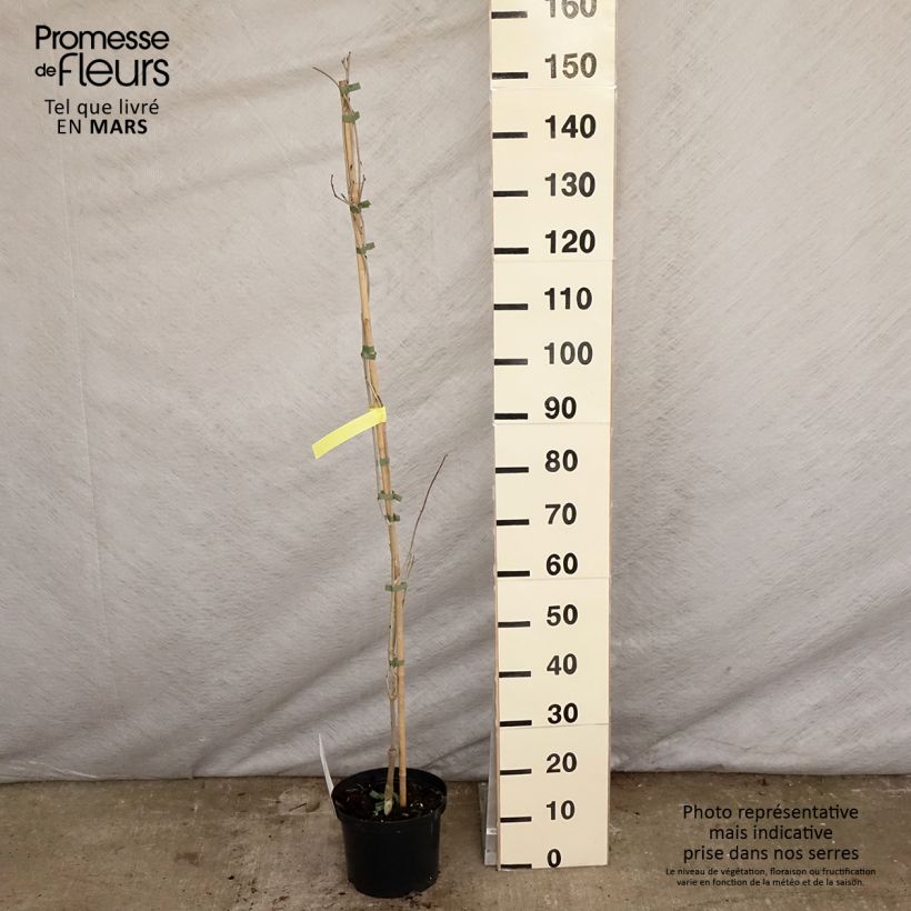 Wisteria floribunda Macrobotrys De Belder 4L/5L pot sample as delivered in spring