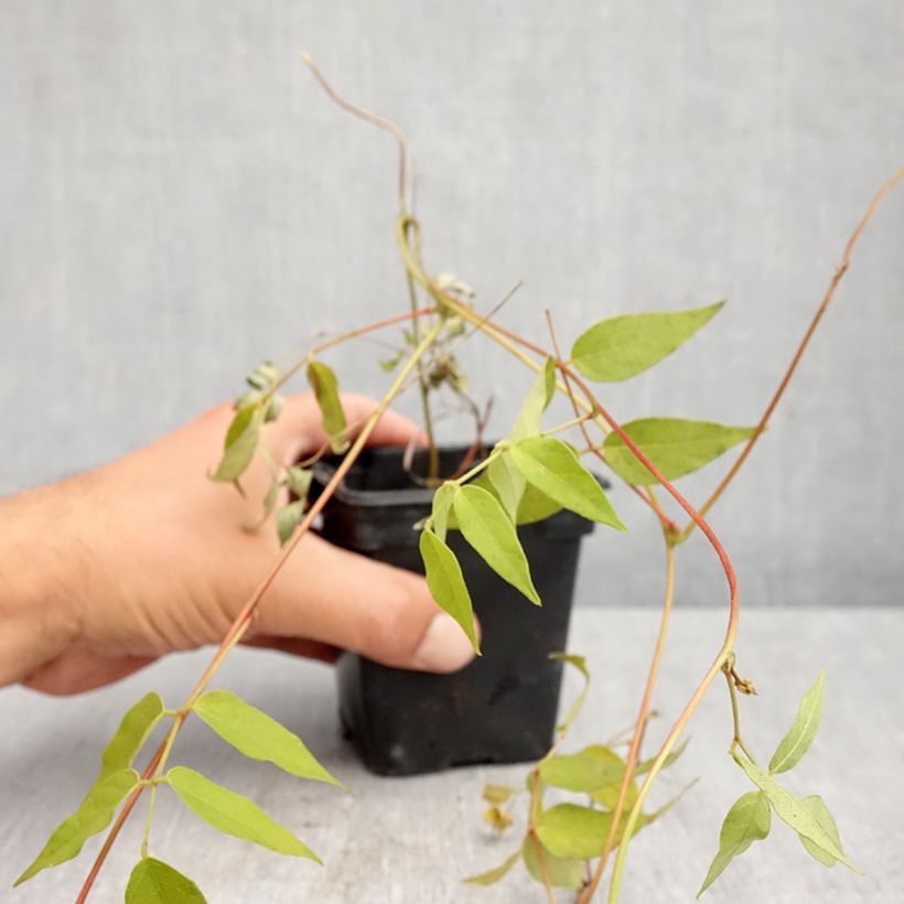 American Groundnut - Apios americana 8/9 cm pot sample as delivered in autumn