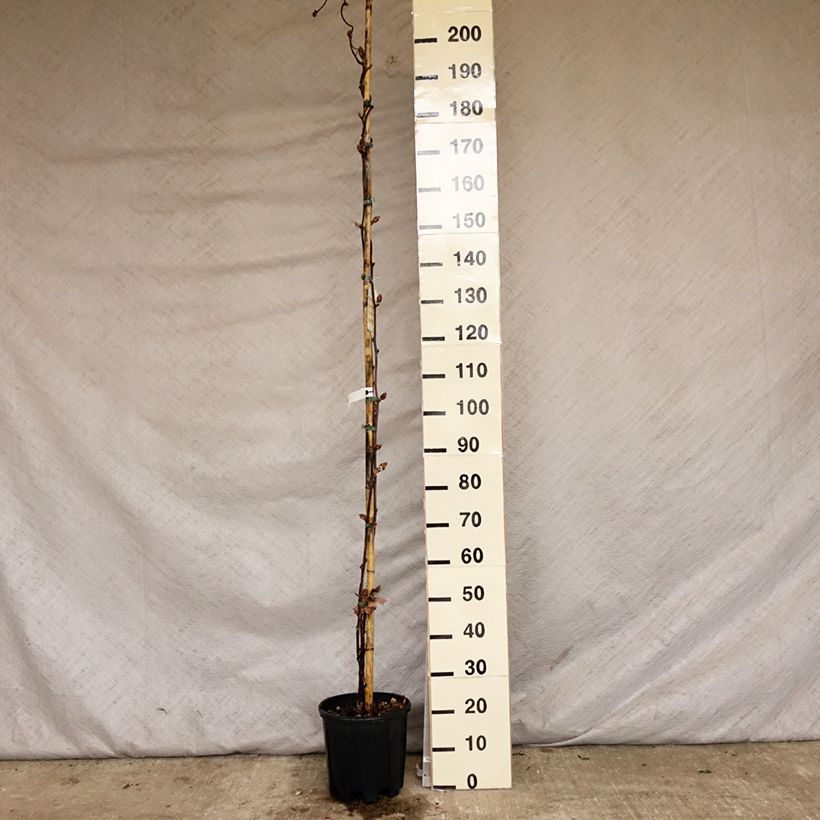 Wisteria brachybotrys Yokohama Fuji 7.5L/10L pot sample as delivered in spring