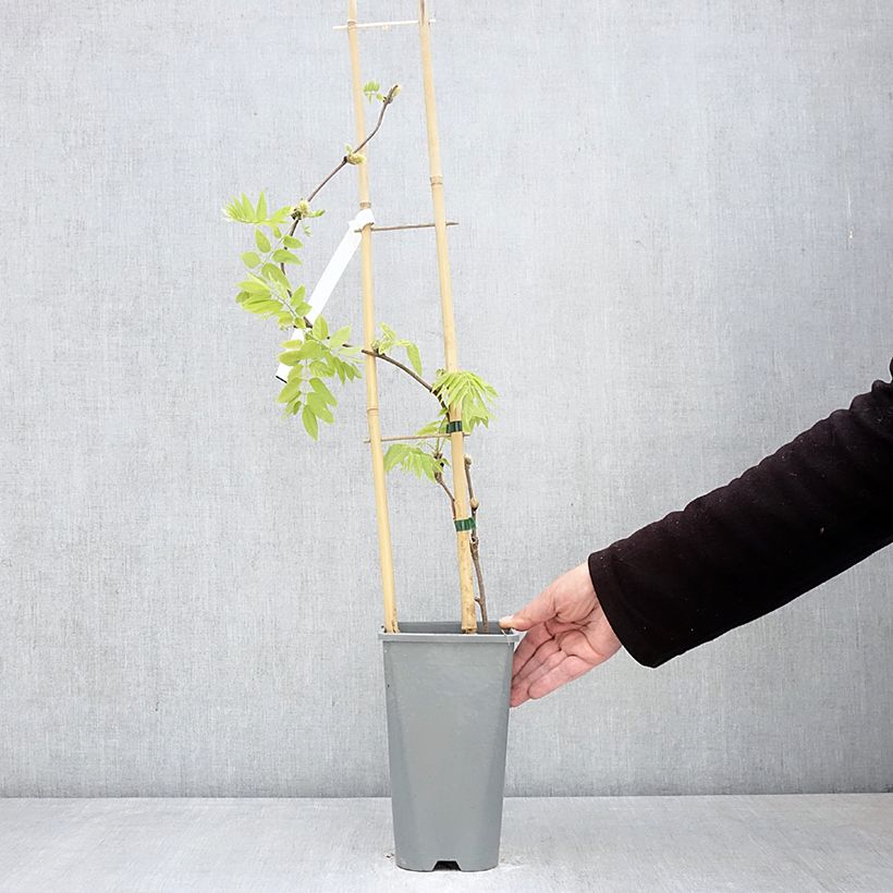 Wisteria brachybotrys Yokohama Fuji 3L/4L pot sample as delivered in spring