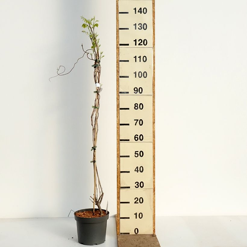 Wisteria frutescens var. macrostachya Clara Mack 4L/5L pot sample as delivered in spring