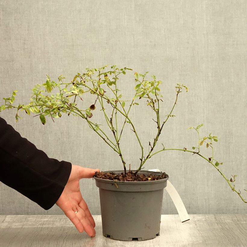 Glycyrrhiza glabra - Liquorice 2L/3L pot sample as delivered in autumn