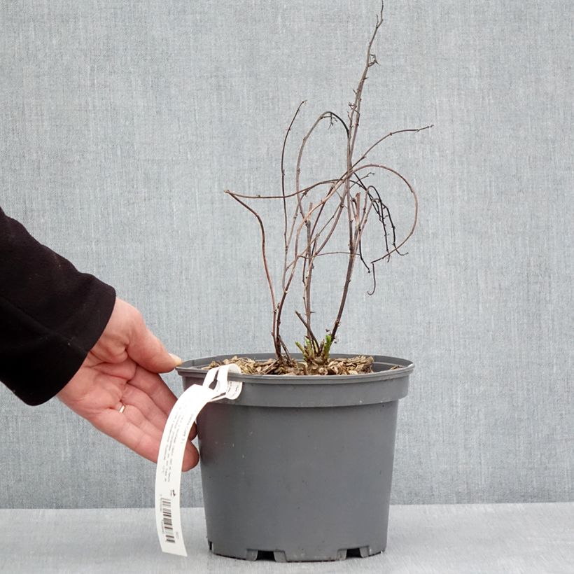 Glycyrrhiza glabra - Liquorice 2L/3L pot sample as delivered in spring