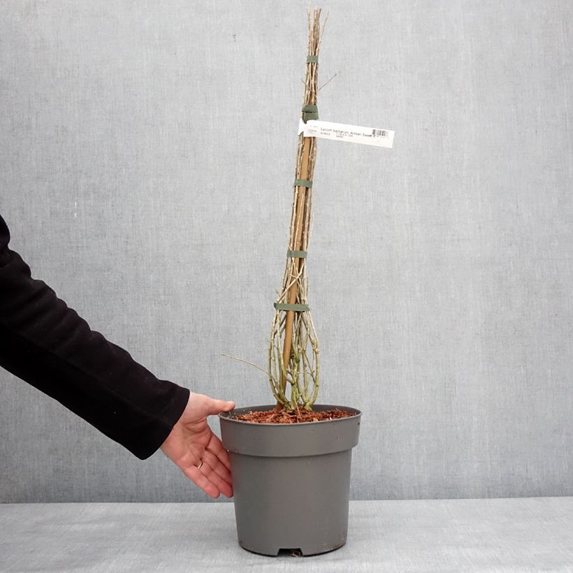 Lycium barbarum Amber Sweet 4L/5L pot, Clump sample as delivered in winter