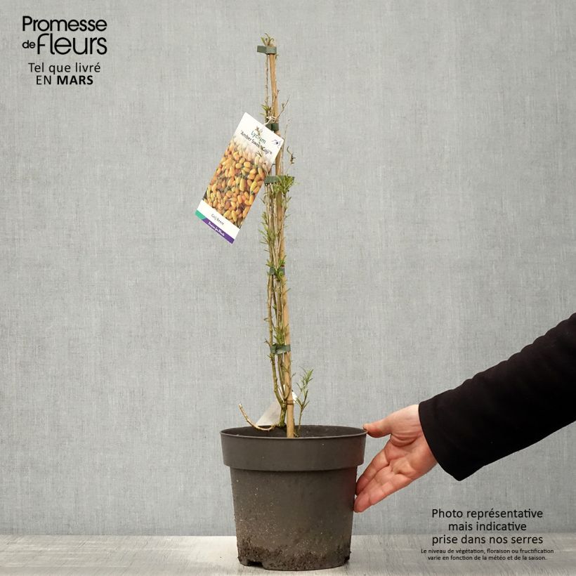 Lycium barbarum Amber Sweet 4L/5L pot, Clump sample as delivered in spring