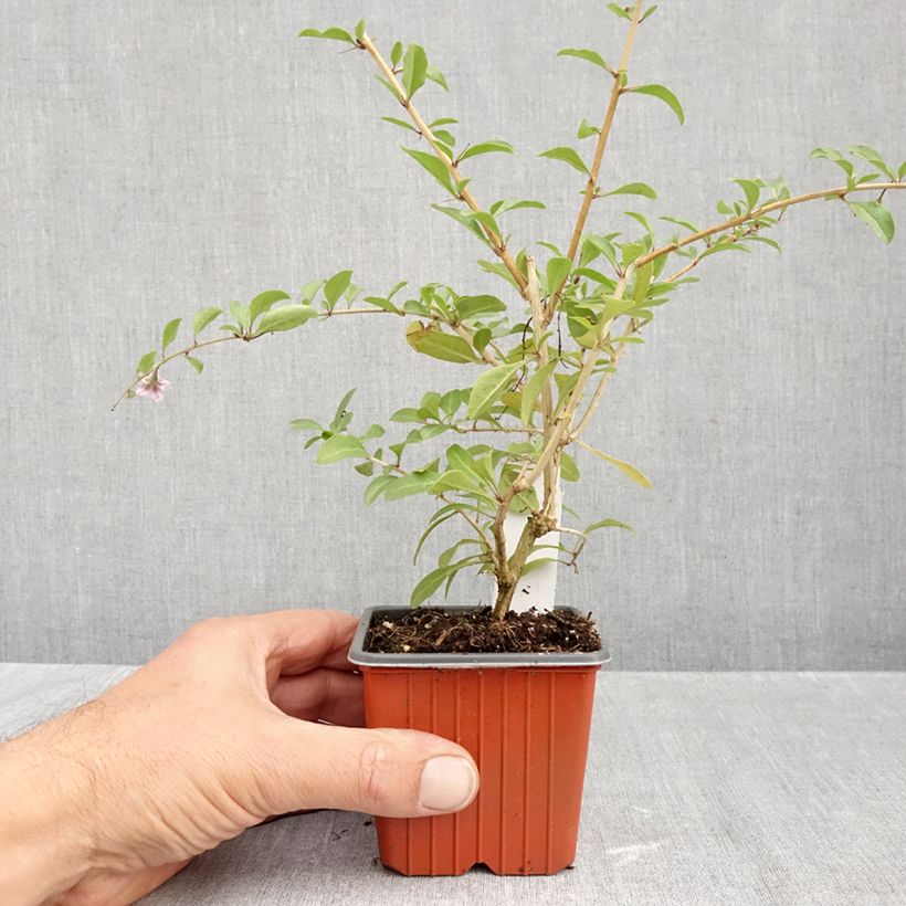 Lycium barbarum 8/9 cm pot sample as delivered in autumn