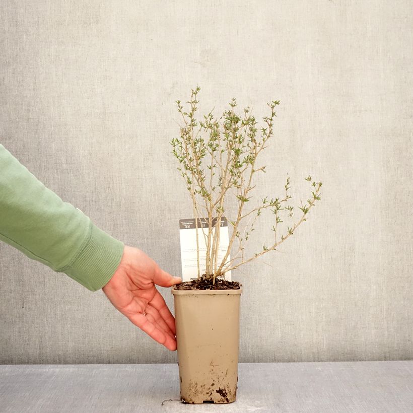 Lycium barbarum Q1 - Goji berry 1.5L/2L pot, Clump sample as delivered in winter