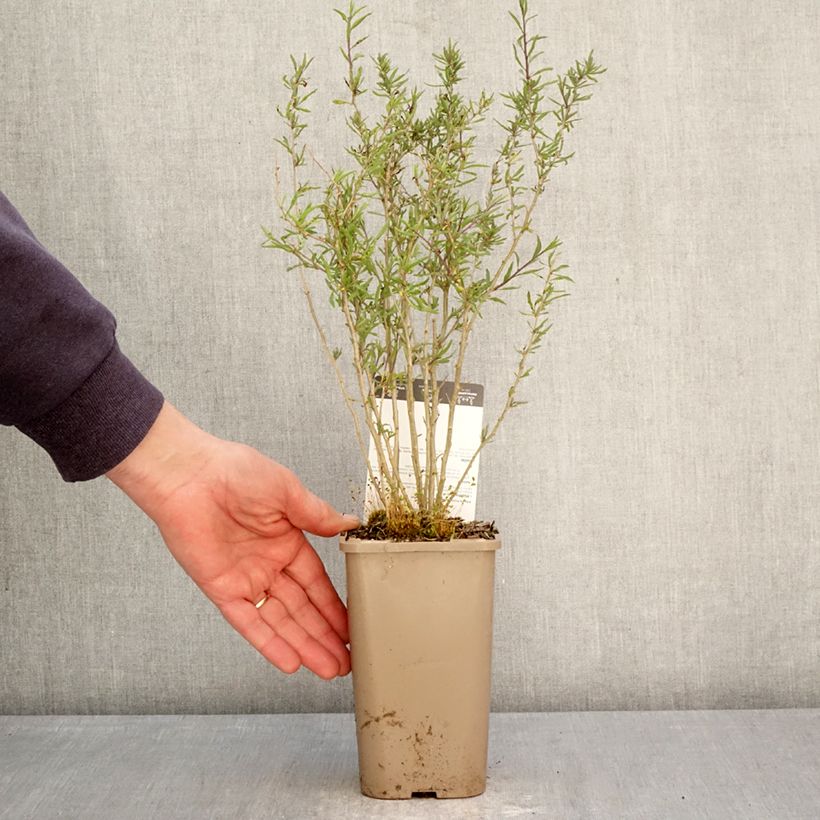 Lycium barbarum Q1 - Goji berry 1.5L/2L pot, Clump sample as delivered in spring