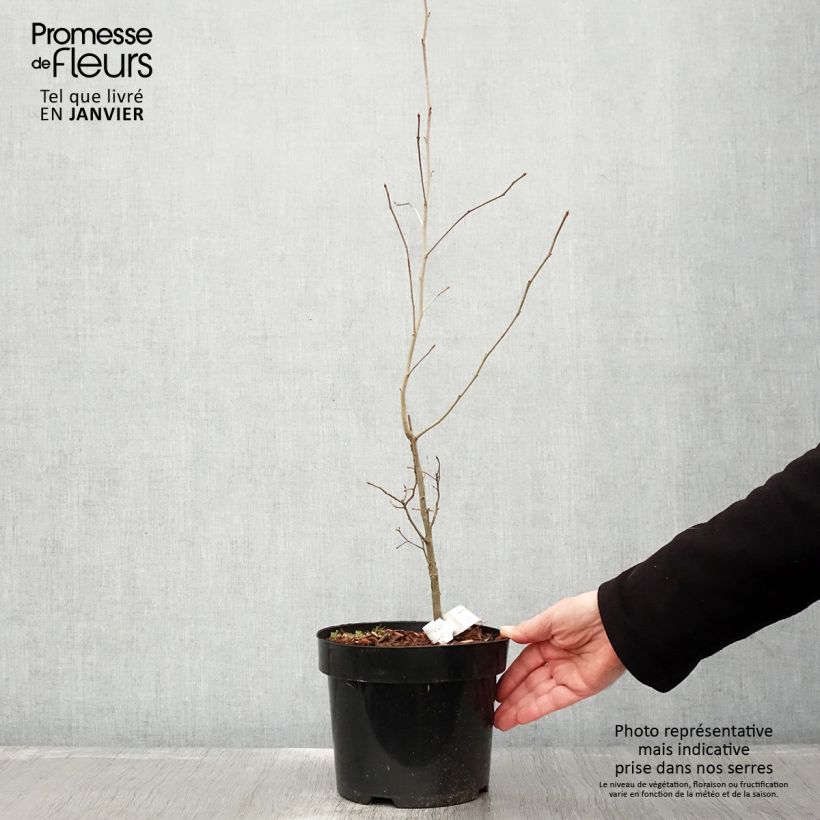 Nyssa sylvatica - Tupelo 2L/3L pot sample as delivered in winter