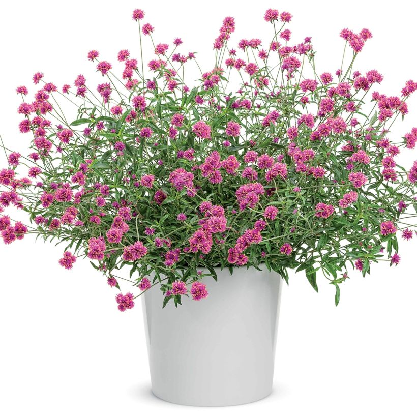 Gomphrena pulchella Truffula Pink (Plant habit)