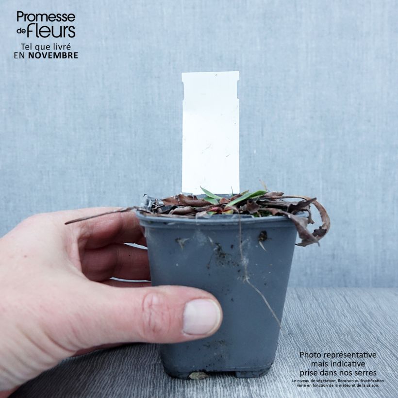 Goniolimon collinum 8/9 cm pot sample as delivered in autumn