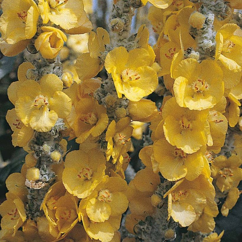 Verbascum bombyciferum Silver Lining Seeds - Mullein (Flowering)