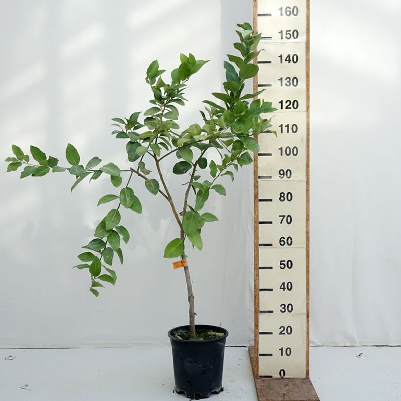 Large Lime - Citrus latifolia 7.5L/10L pot, Half standard sample as delivered in winter