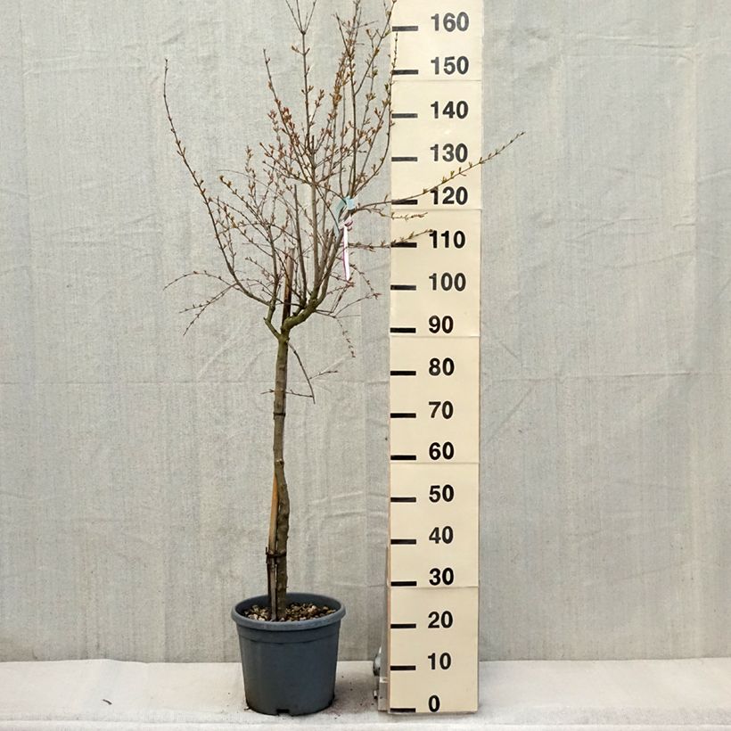 Punica granatum California Sunset - Pomegranate 7.5L/10L pot, Half standard sample as delivered in spring