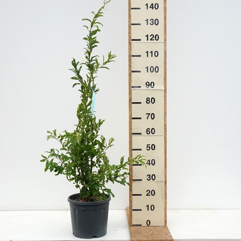 Punica granatum California Sunset - Pomegranate 7.5L/10L pot sample as delivered in autumn