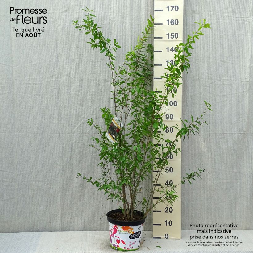 Punica granatum f. plena - pomegranate 7.5L/10L pot, Bush sample as delivered in summer