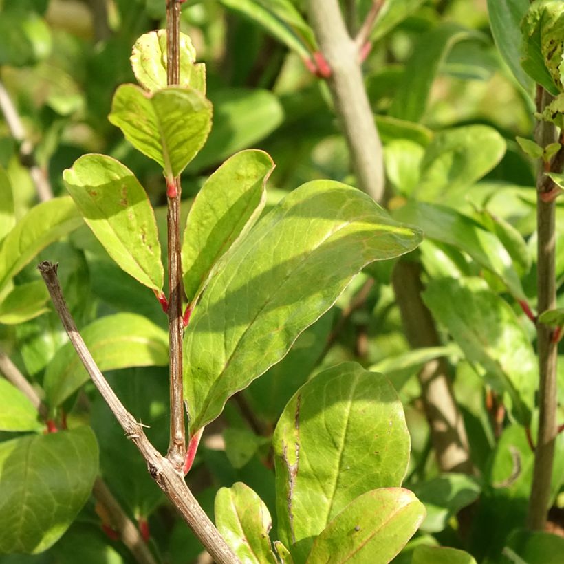 Punica granatum Acco - Pomegranate (Foliage)