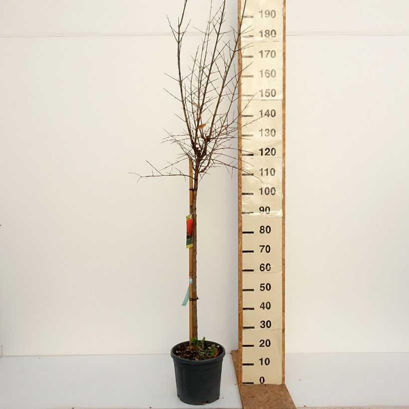 Punica granatum Acco - Pomegranate 7.5L/10L pot, Half standard sample as delivered in autumn