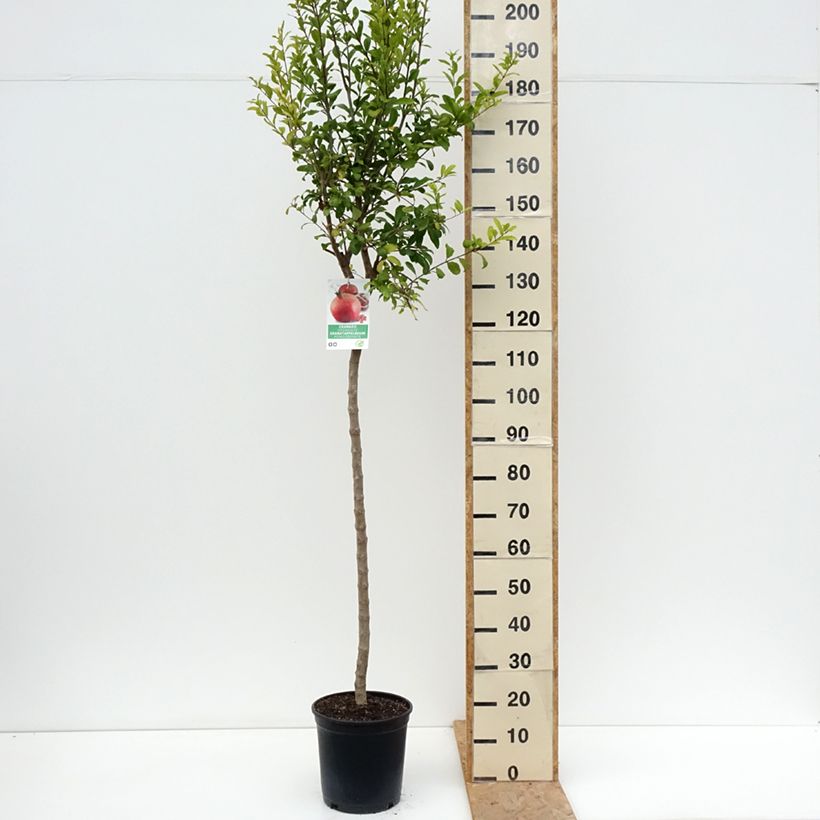 Punica granatum Acco - Pomegranate 7.5L/10L pot, Half standard sample as delivered in summer