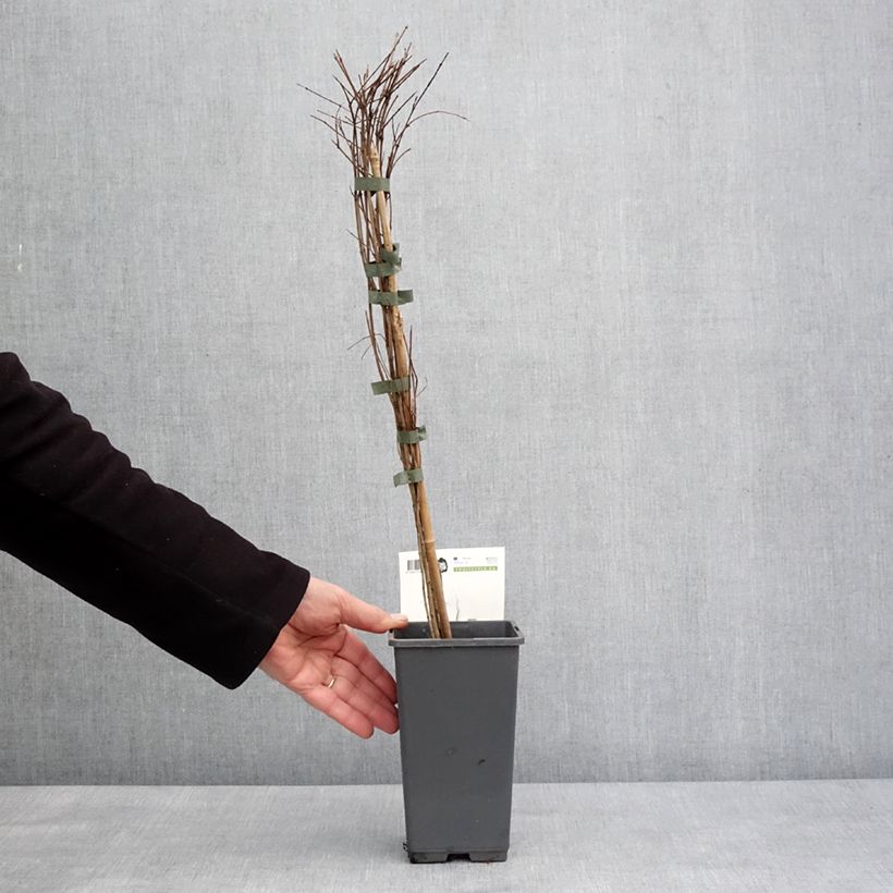 Punica granatum Dente di leone - Pomegranate 1.5L/2L pot, Clump sample as delivered in winter