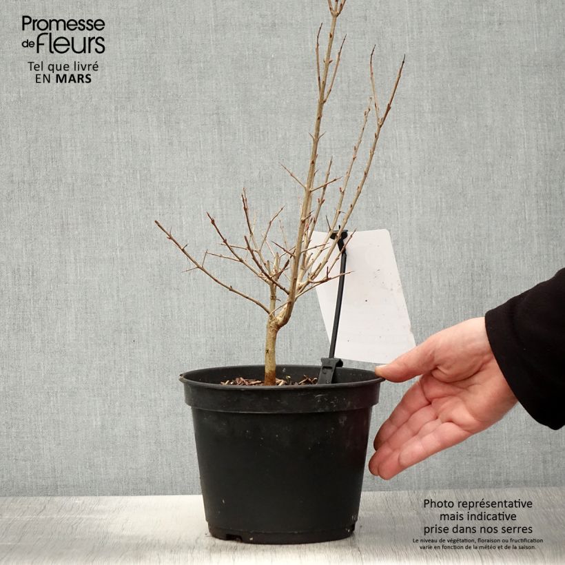 Punica granatum Dente di leone - Pomegranate 1.5L/2L pot, Clump sample as delivered in spring