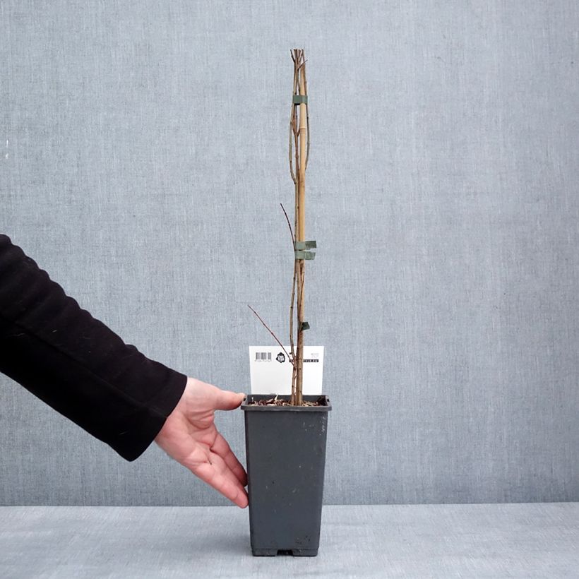 Punica granatum Mollar de Elche - Pomegranate 1.5L/2L pot, Clump sample as delivered in winter