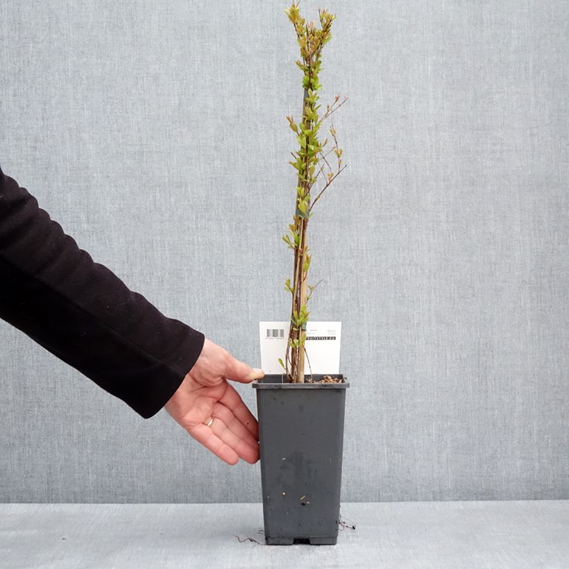 Punica granatum Provence - Pomegranate 1.5L/2L pot, Clump sample as delivered in spring