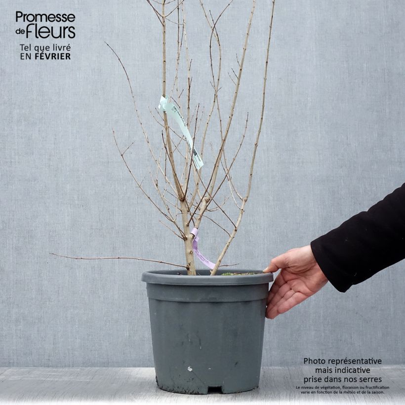 Punica granatum Provence - Pomegranate 1.5L/2L pot, Clump sample as delivered in winter