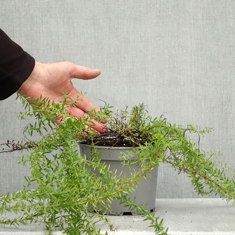 Grevillea prostrata Aurea 2L/3L pot sample as delivered in autumn