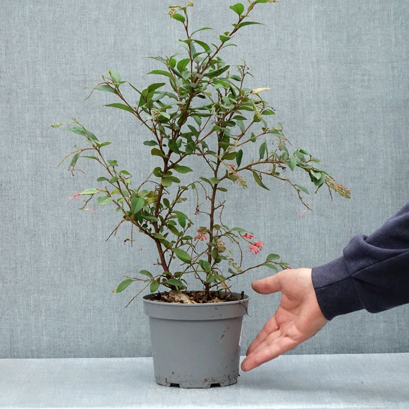 Grevillea rhyolitica 2L/3L pot sample as delivered in spring