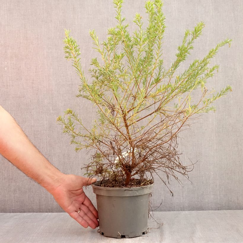 Grevillea rosmarinifolia Rosa Jenkinsii 3L/4L pot sample as delivered in summer