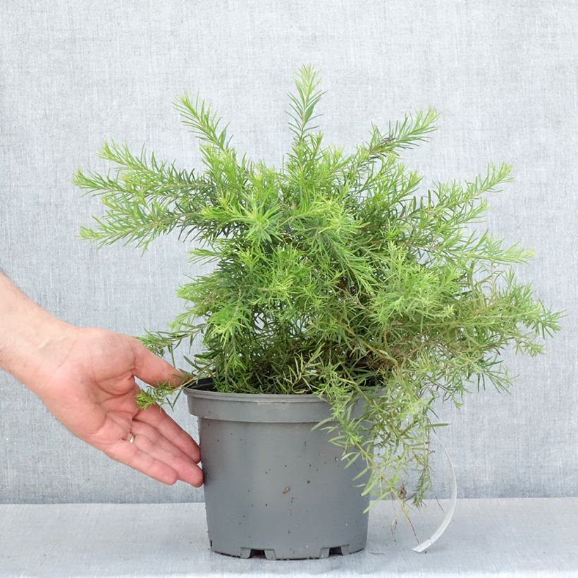 Grevillea rosmarinifolia Rosa Jenkinsii 3L/4L pot sample as delivered in spring